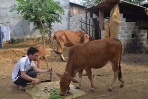 Từ nguồn hỗ trợ của LĐLĐ huyện, nhiều đoàn viên công đoàn đã đầu tư nuôi bò góp phần phát triển kinh tế gia đình. ảnh: Đoàn viên công đoàn xã Yên Nghiệp chăm sóc đàn bò được tặng.